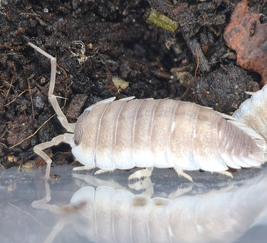 Porcellio Narco Cove Isopods - Isopods For Sale UK I PostPods